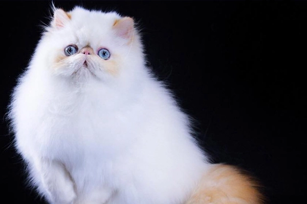 St.Jude Dakota OF PetitGatô