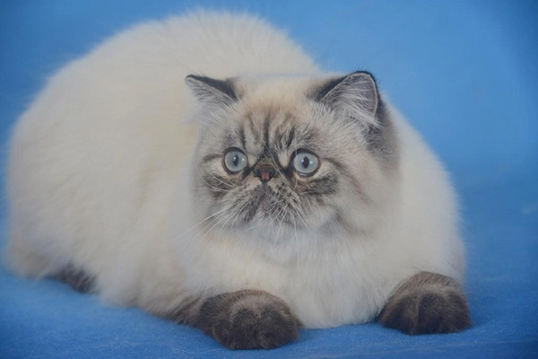 PetitGatô’s Magno