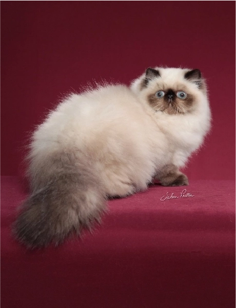 Gatos Persas | Fêmeas