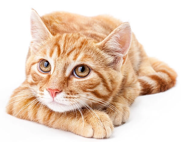 TUTORES RESPONSÁVEIS