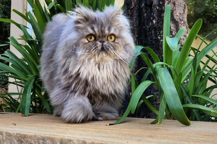 PetitGatô’s Bryan