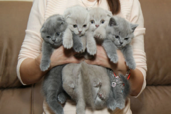 Em qual idade um filhote pode ser liberado?